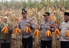 ‎Kapolda Jatim dan Gubernur Panen Jagung di Green Farm Banyuwangi Penuhi Target Swasembada Pangan