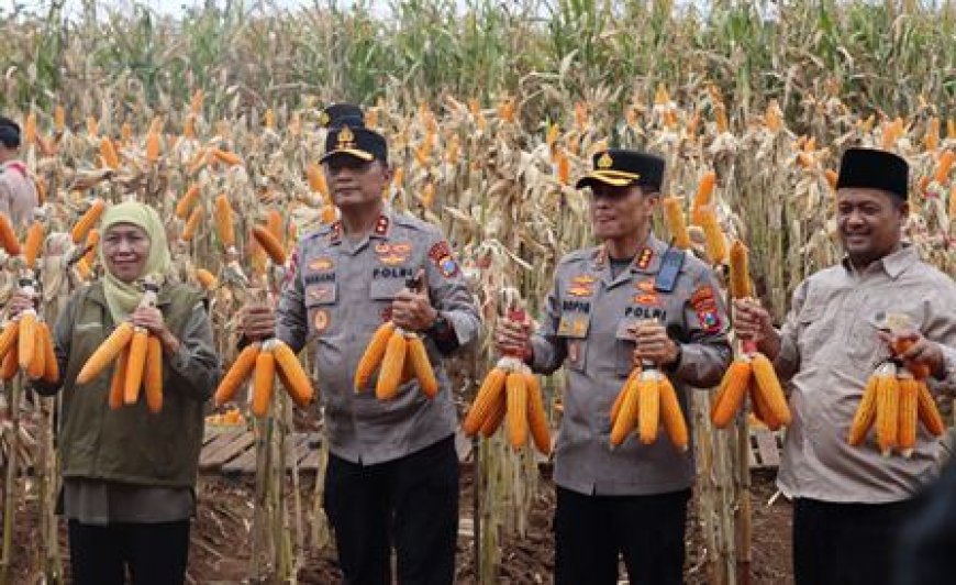 ‎Kapolda Jatim dan Gubernur Panen Jagung di Green Farm Banyuwangi Penuhi Target Swasembada Pangan