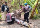 Respon Laporan Warga, Polresta Sidoarjo Bongkar Arena Sabung Ayam Dua Lokasi